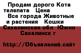  Продам дорого Кота-телепата › Цена ­ 4 500 000 - Все города Животные и растения » Кошки   . Сахалинская обл.,Южно-Сахалинск г.